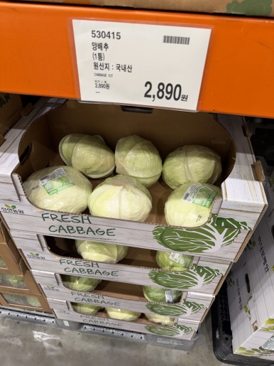 양배추 현장 사진